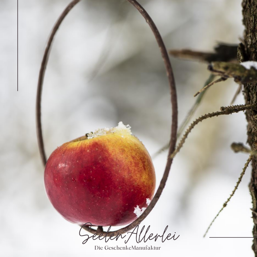Ein Apfel steckt auf dem Spieß des Vogelfutterspießes, der in an einer Tanne hängt.